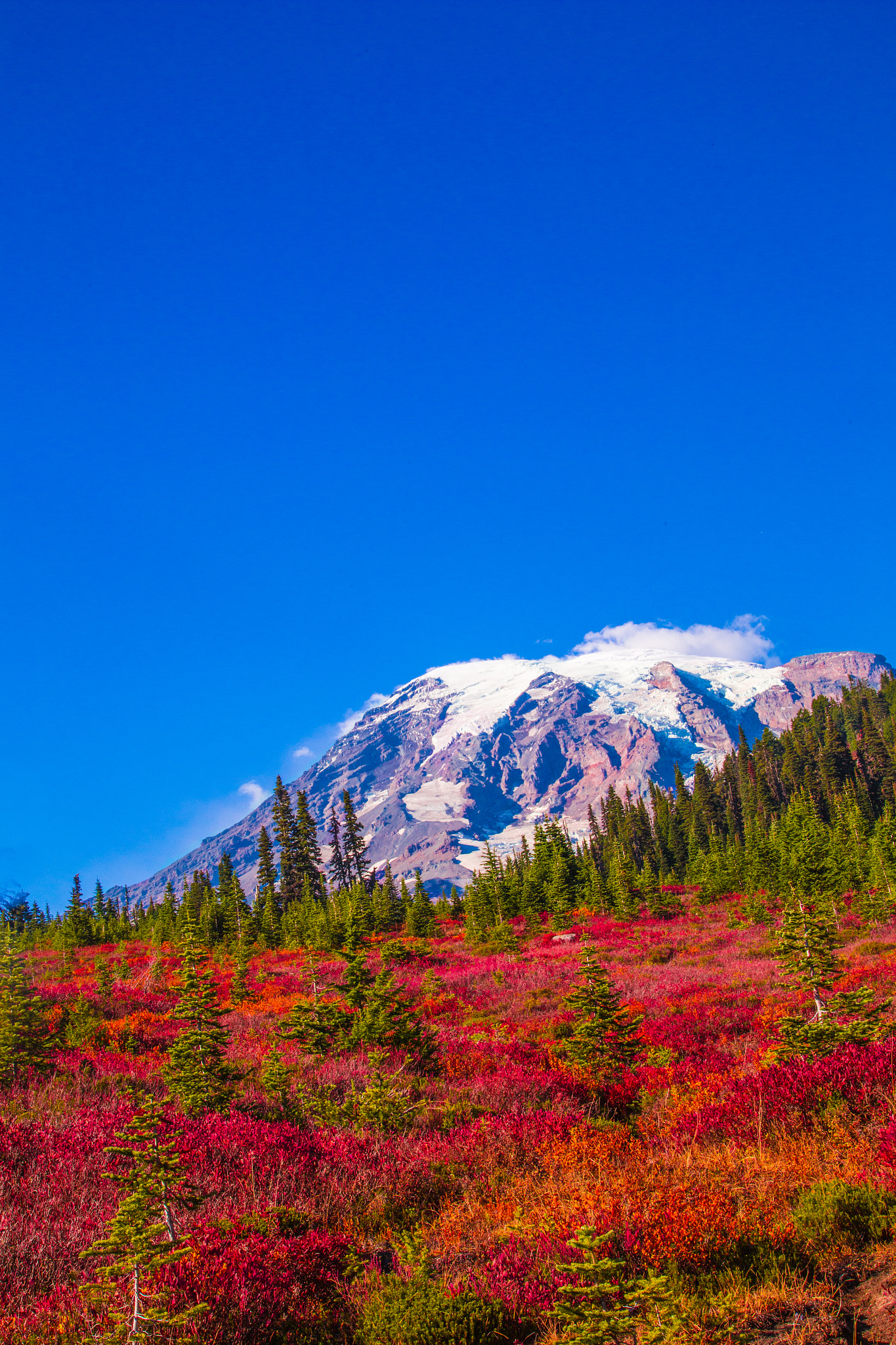 The Beautiful Meadows of Nisqually Vista @ Mount Rainier