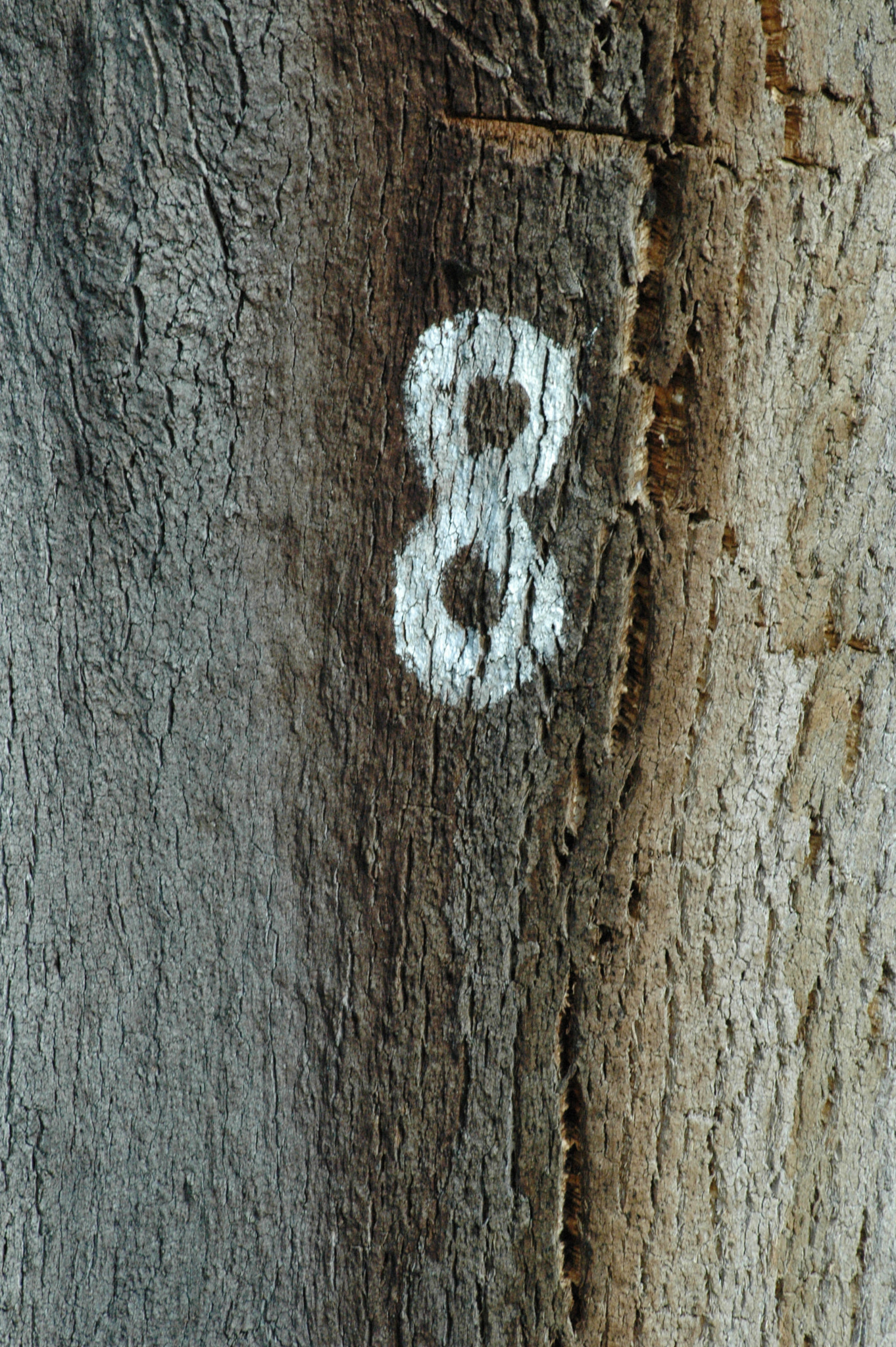 Portuguese cork