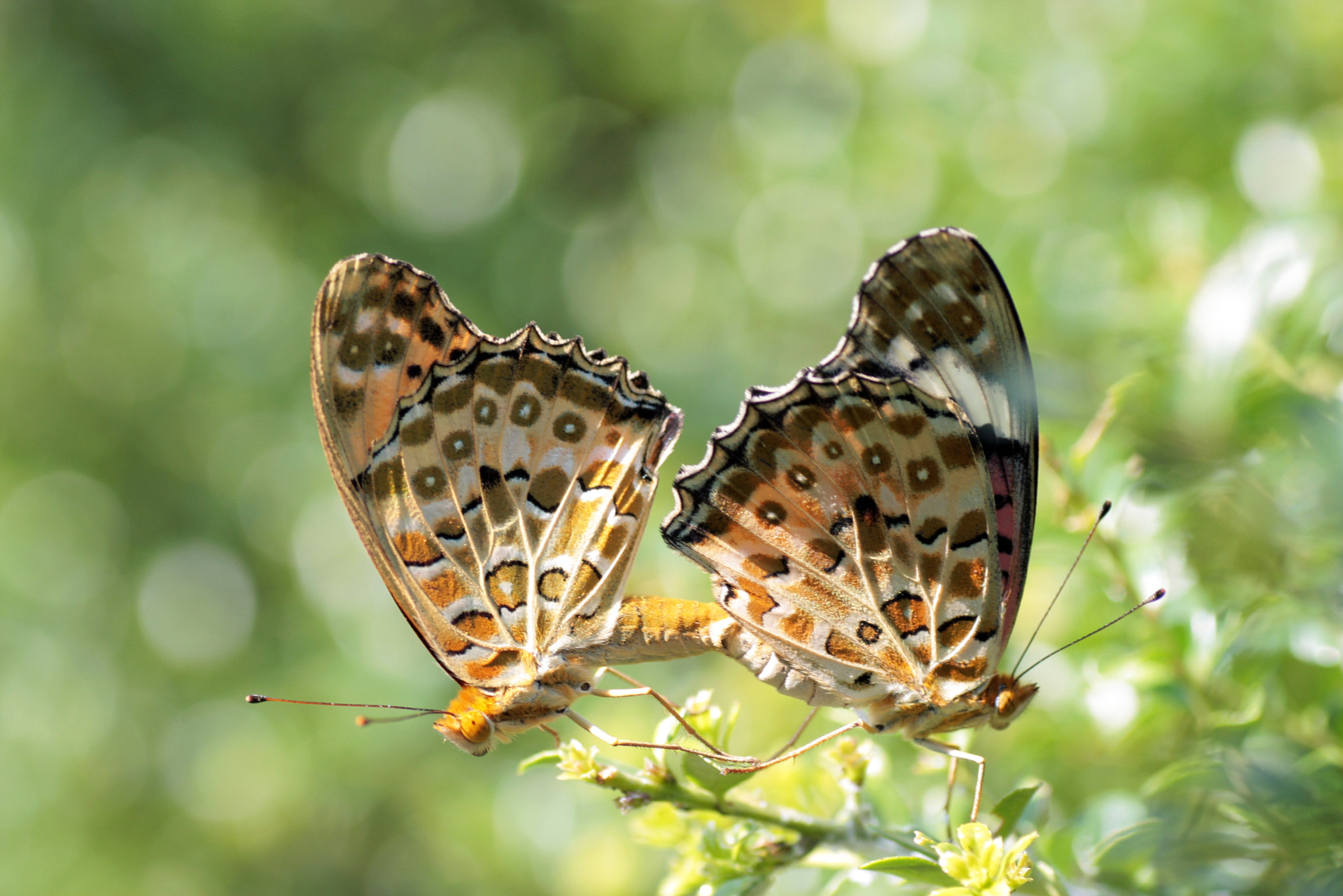 Copulation of  Marbled fritillary