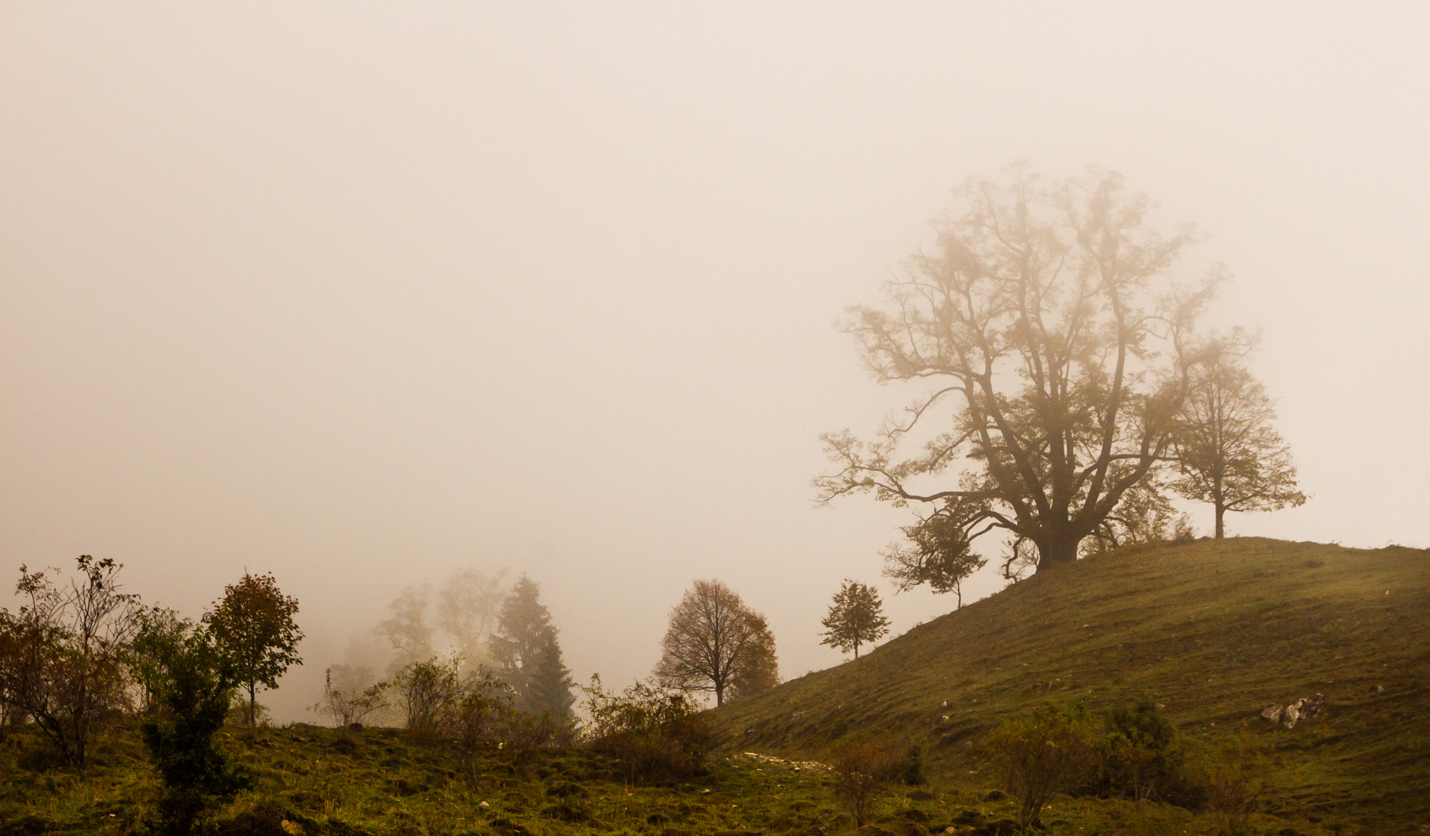 Good Morning Autumn