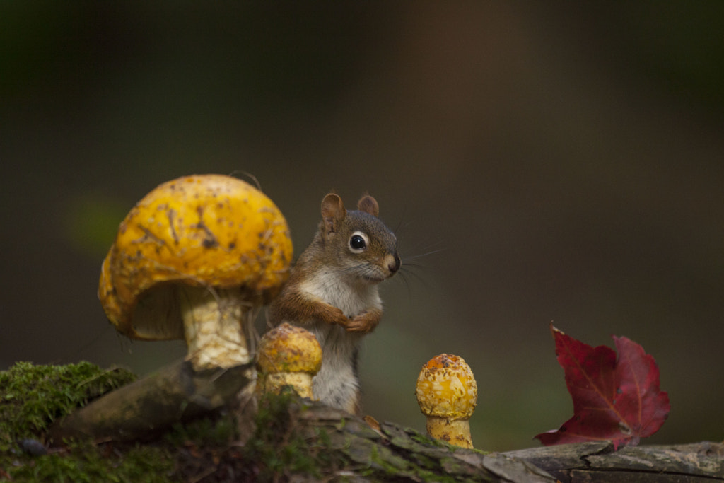 Red leaf and red squirrel by Andre Villeneuve on 500px.com