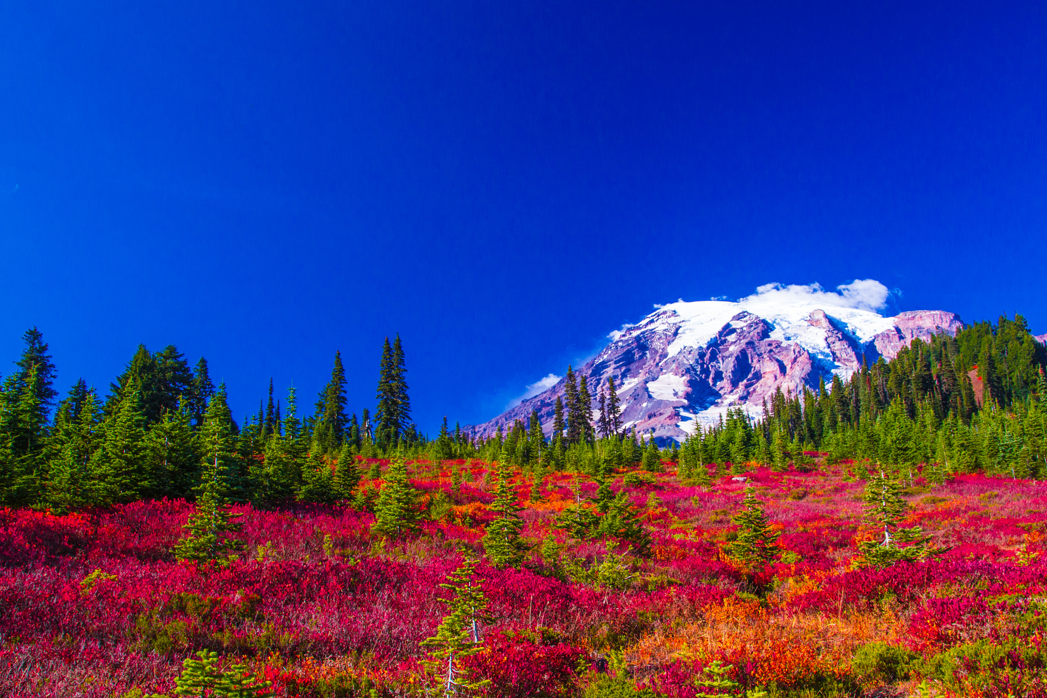 The Beautiful Meadows of Nisqually Vista 2 @ Mount Rainier