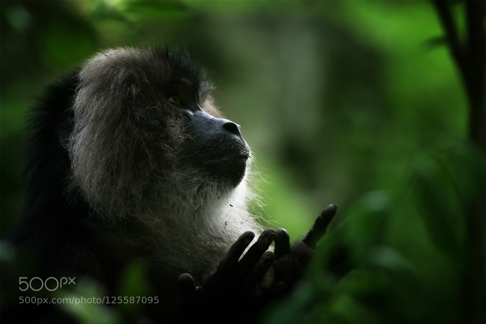 Canon EOS 70D sample photo. Endangered lion tailed macaque photography