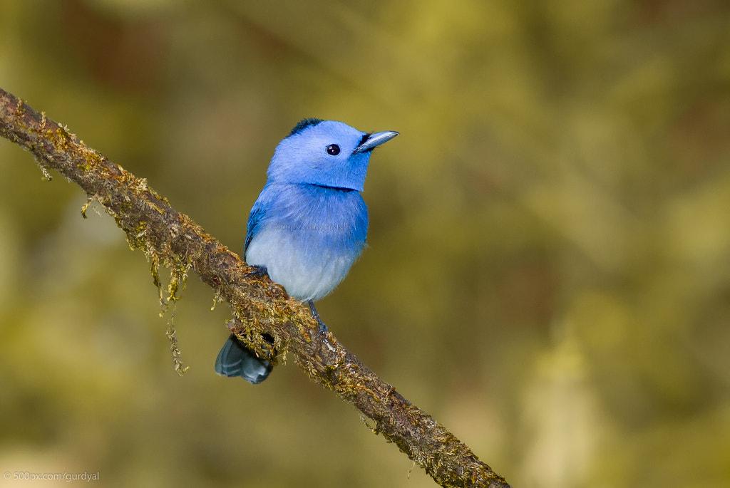 可愛い鳥の写真枚集めました どれもとっても素敵です トリカゴネット いろんな鳥の動画像