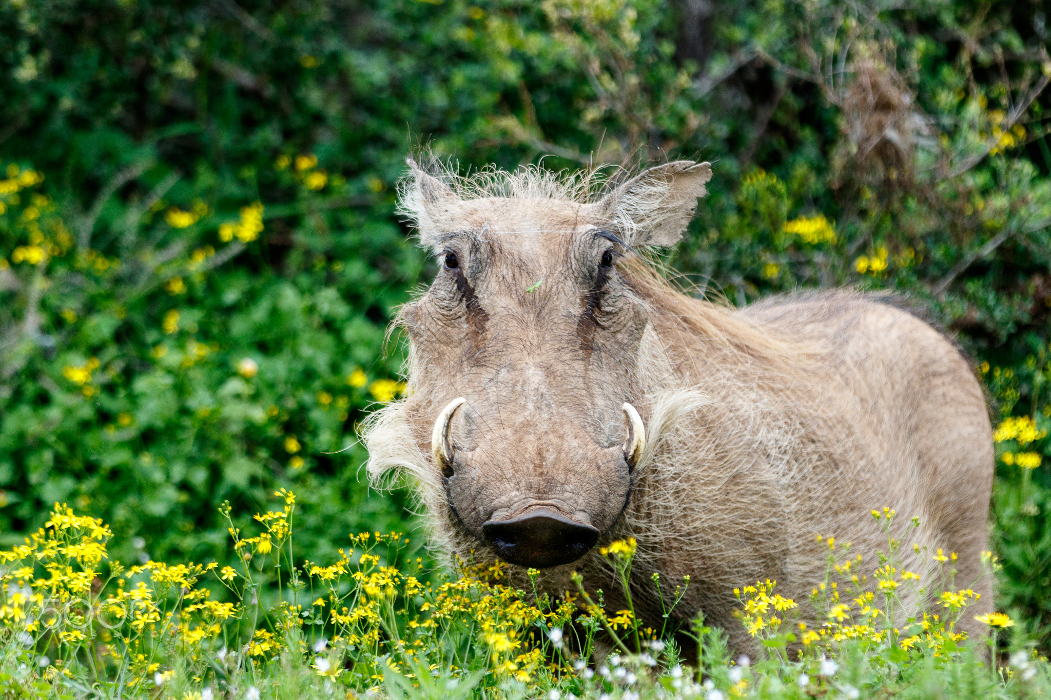 Warthog Strike a Pose