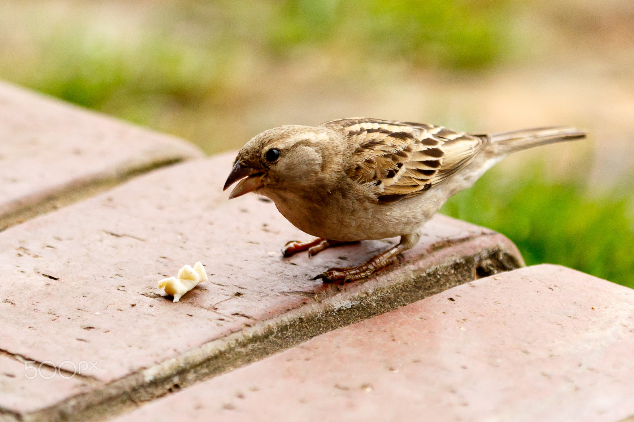 Birdy