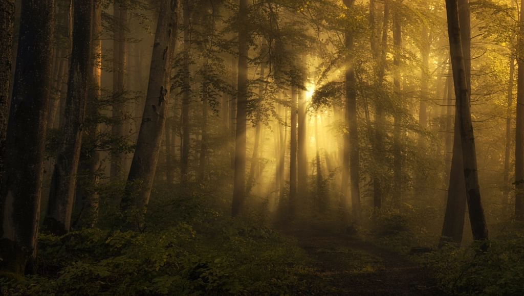 golden morning by Norbert Maier on 500px.com