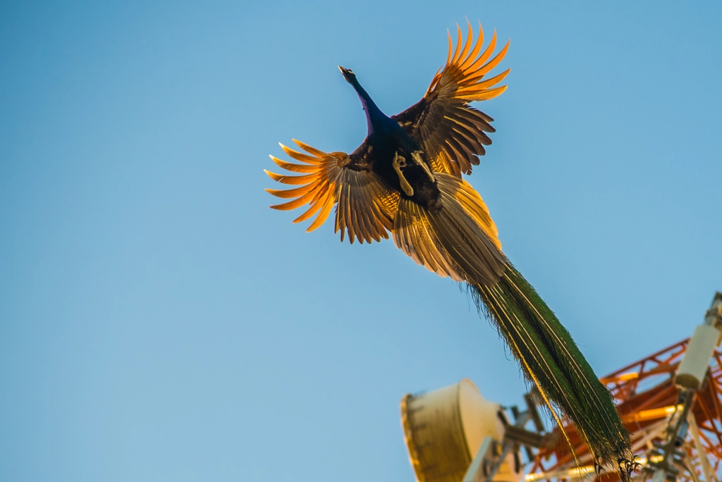 The Flying Peacock de Sachin Kumar sur 500px.com