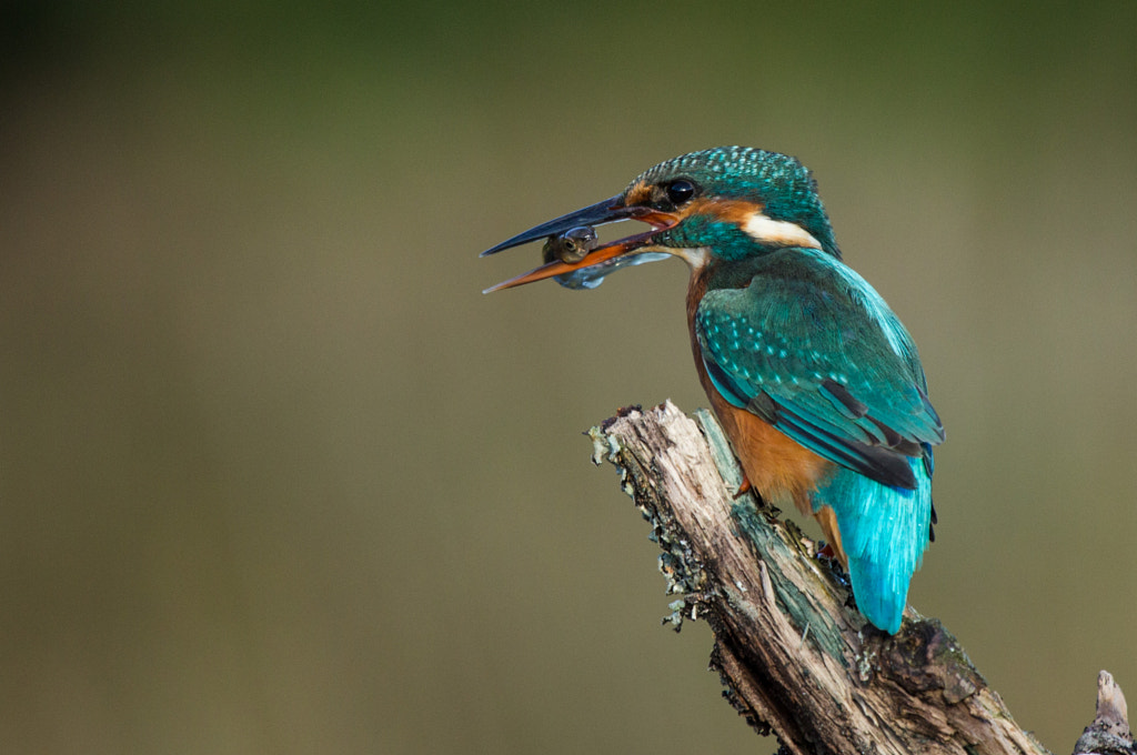 Dinner time by Lorna Hayton on 500px.com