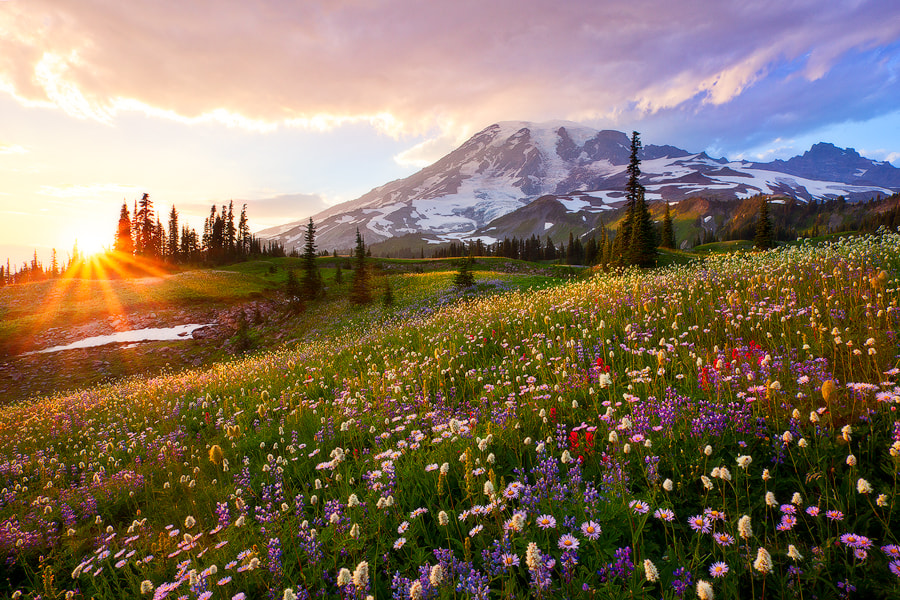 The Smell of Wildflowers by Danny Seidman on 500px.com