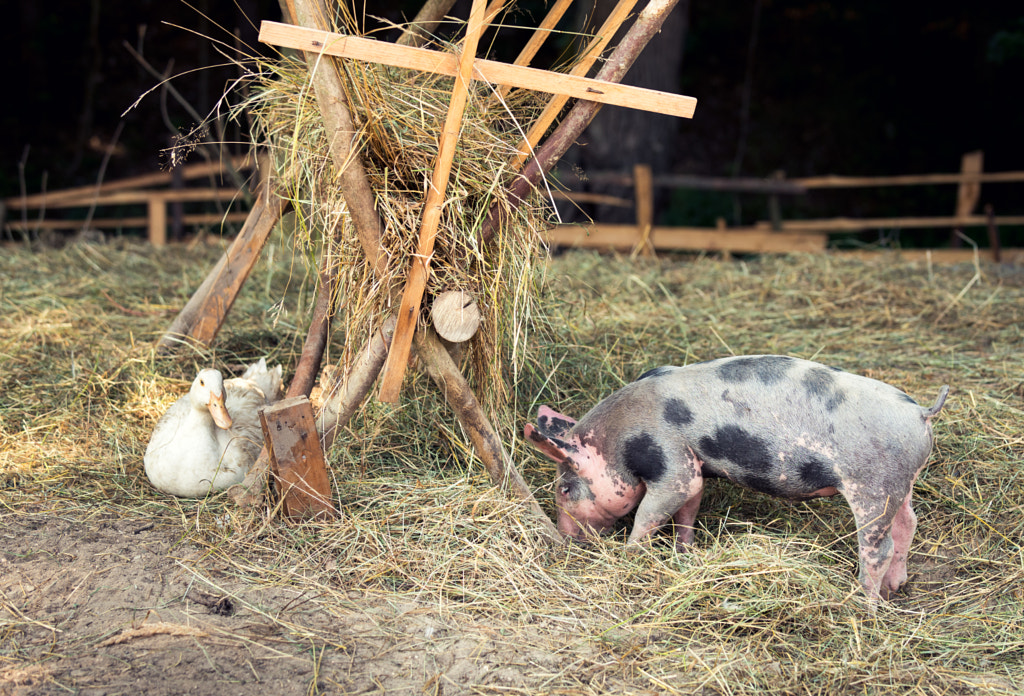Happy free range, outdoor bred piglet, goose and duck by Andrea