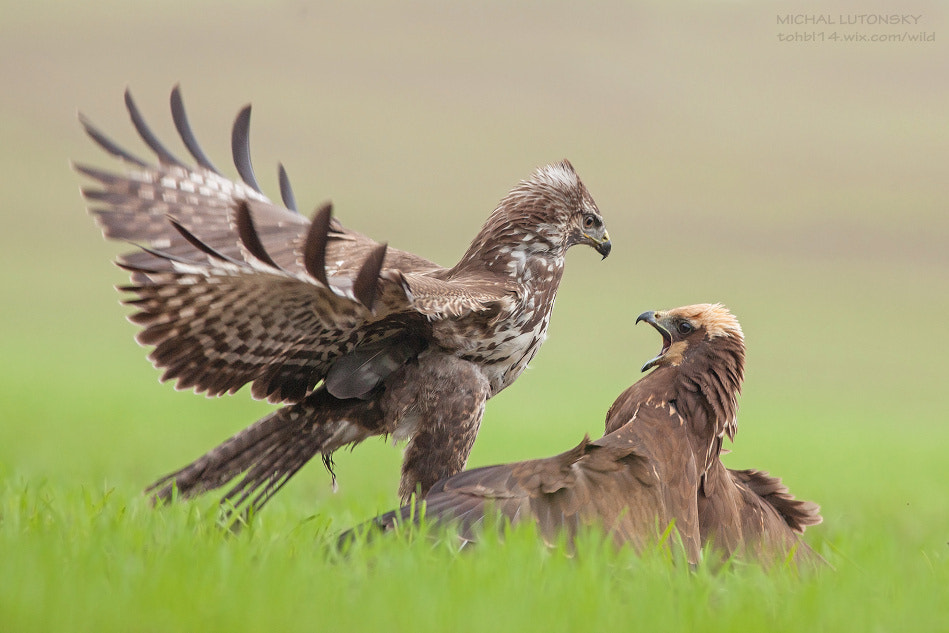 Face to face by Michal Lutonsky on 500px.com