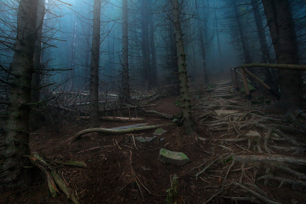 Secret Forest by Rafal Szawracki on 500px.com
