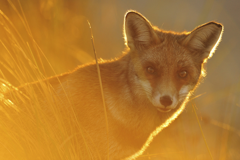 39 Magical Photos Of Animals Captured During Golden Hour - 500px