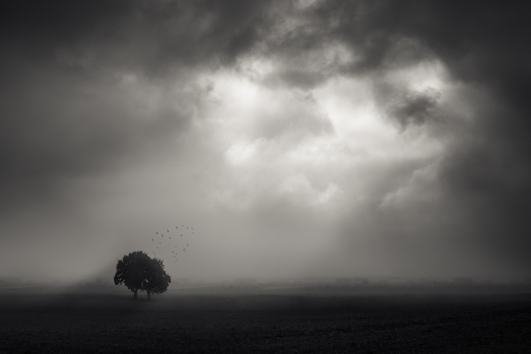 Field of October