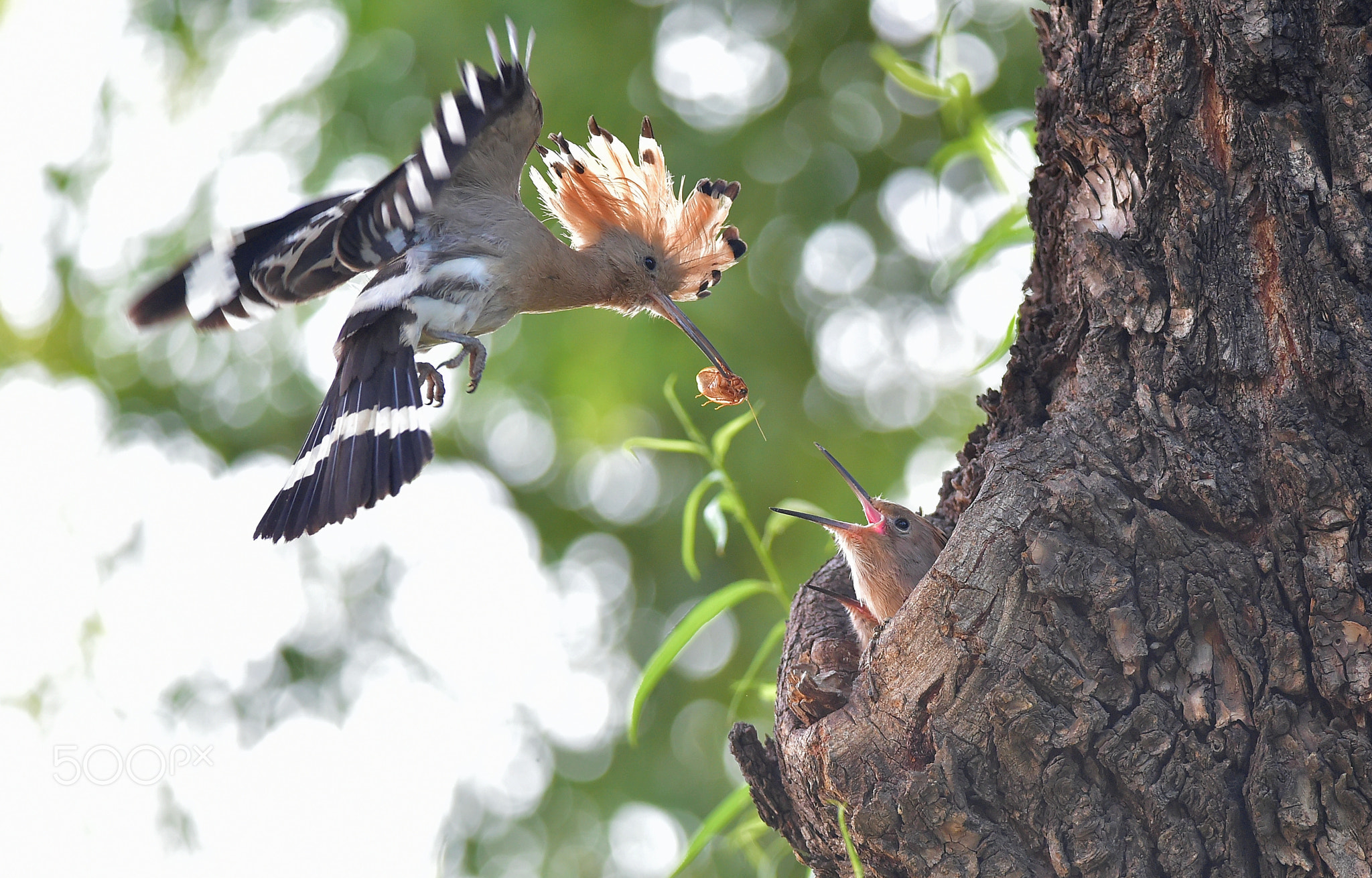 Hoopoe