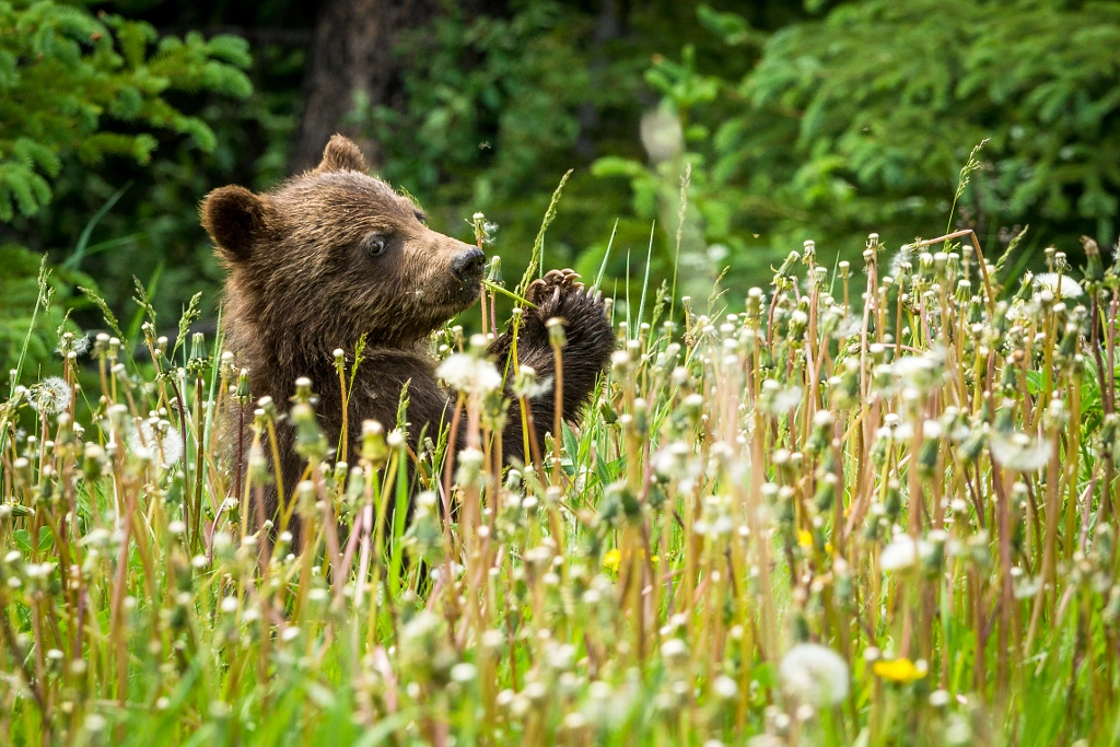 Playful Grizzly Cub by Marcel Gross on 500px.com