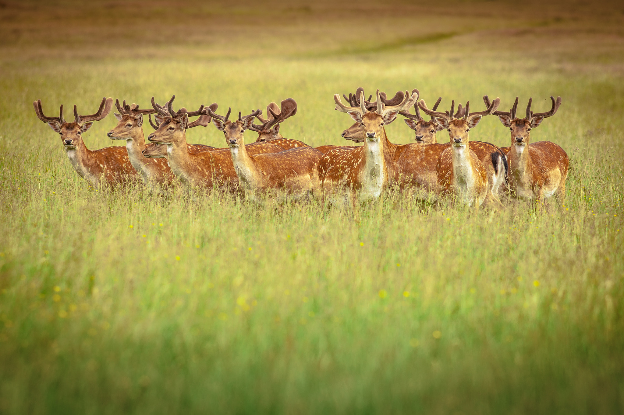Deer in group