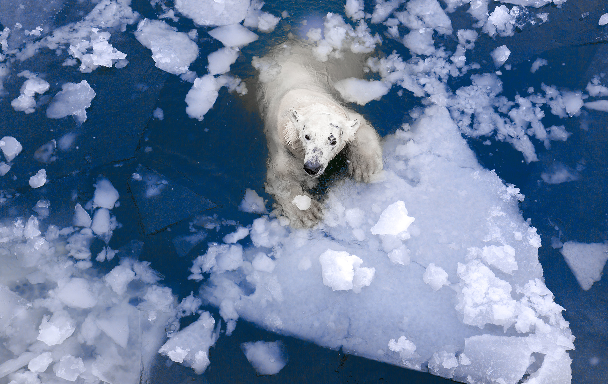 polar bear in the ice