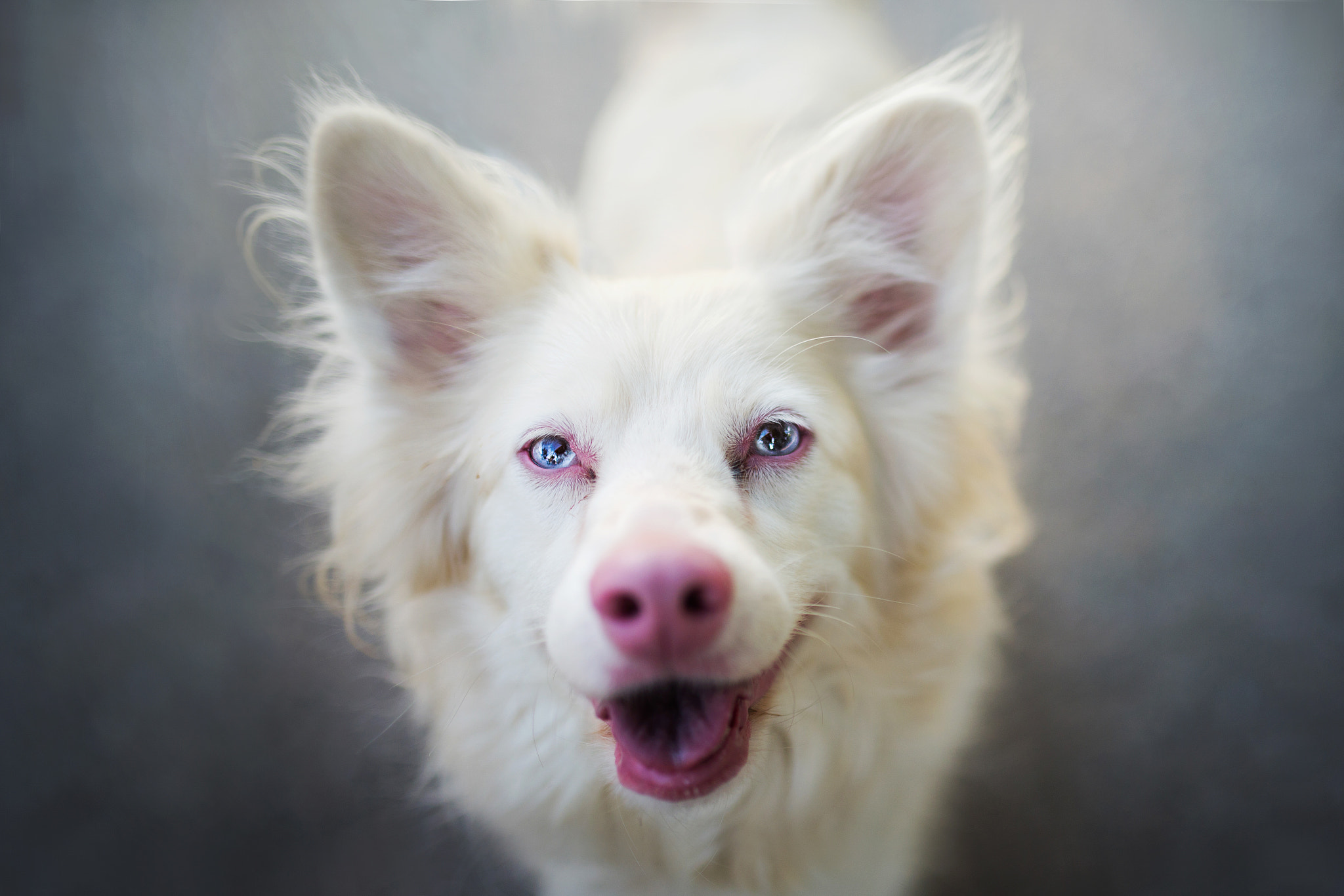 Albinos