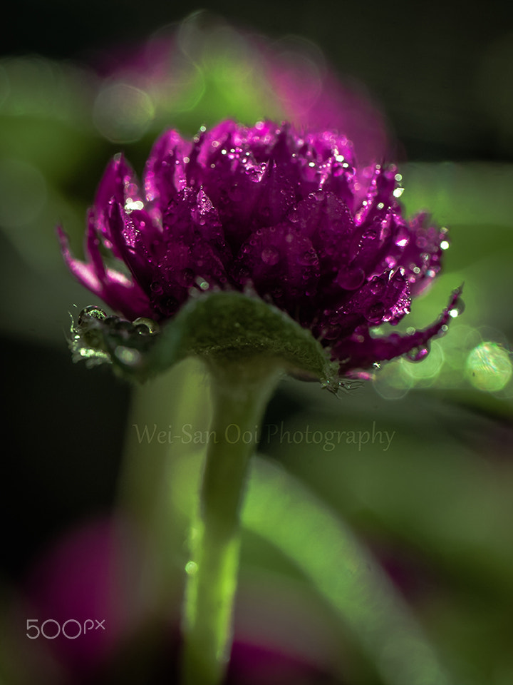 Globe Amaranth 13