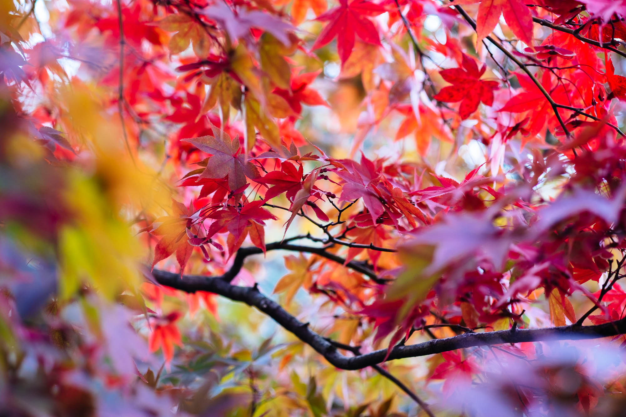 Autumn colors in Japan
