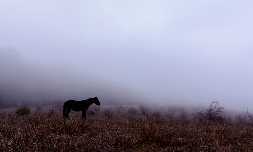 Foggy horse by Arkadiy Sidorenko on 500px.com