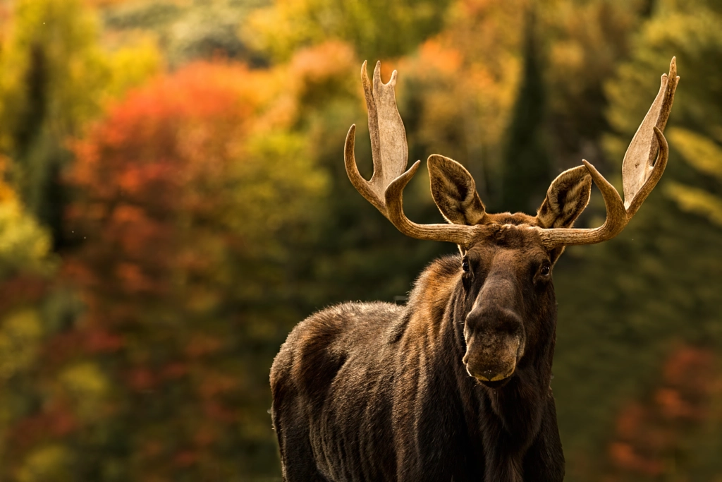 Moose ❖ Orignal by Lucie Gagnon on 500px.com