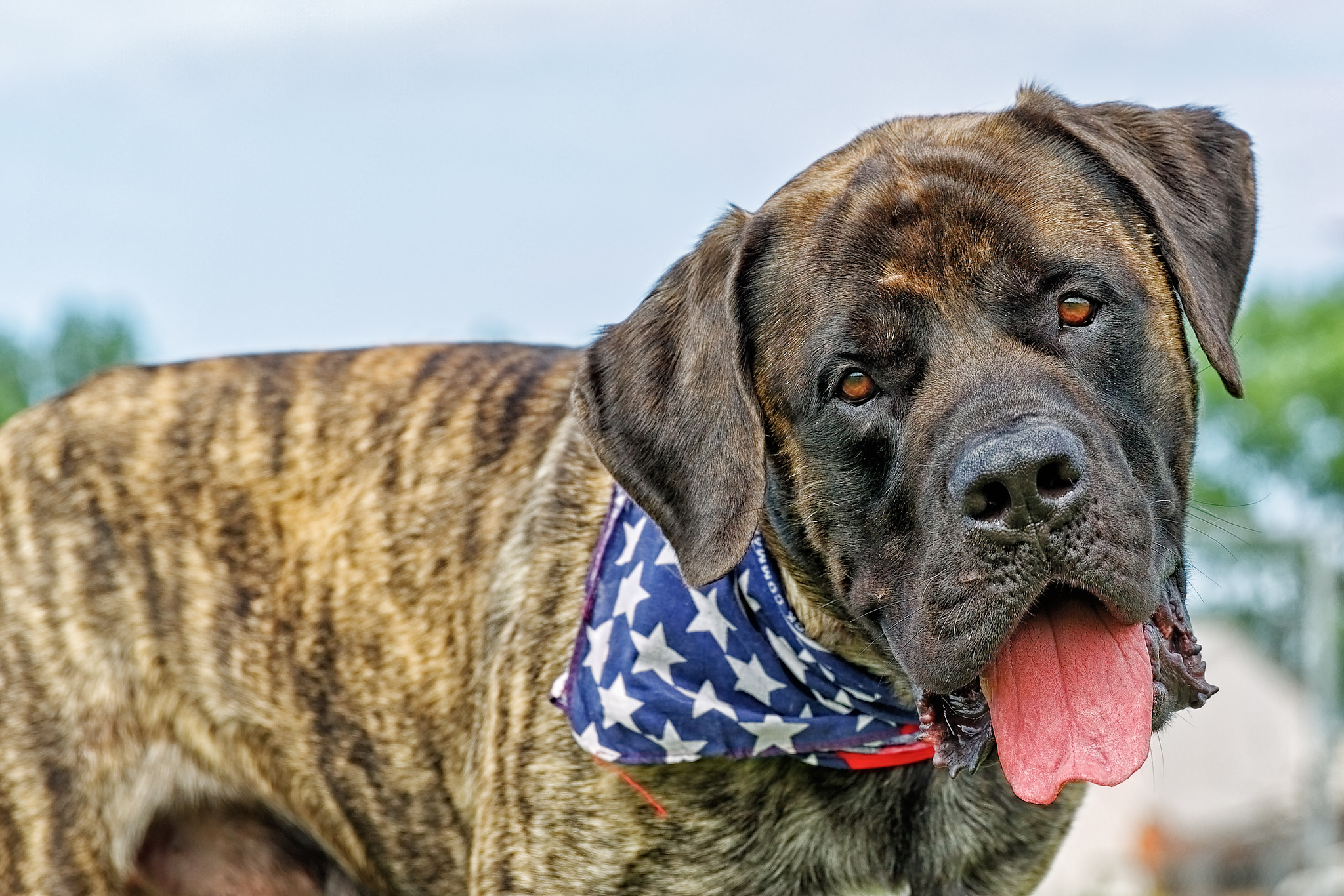 Brindle mastiff by Randy Karg / 500px