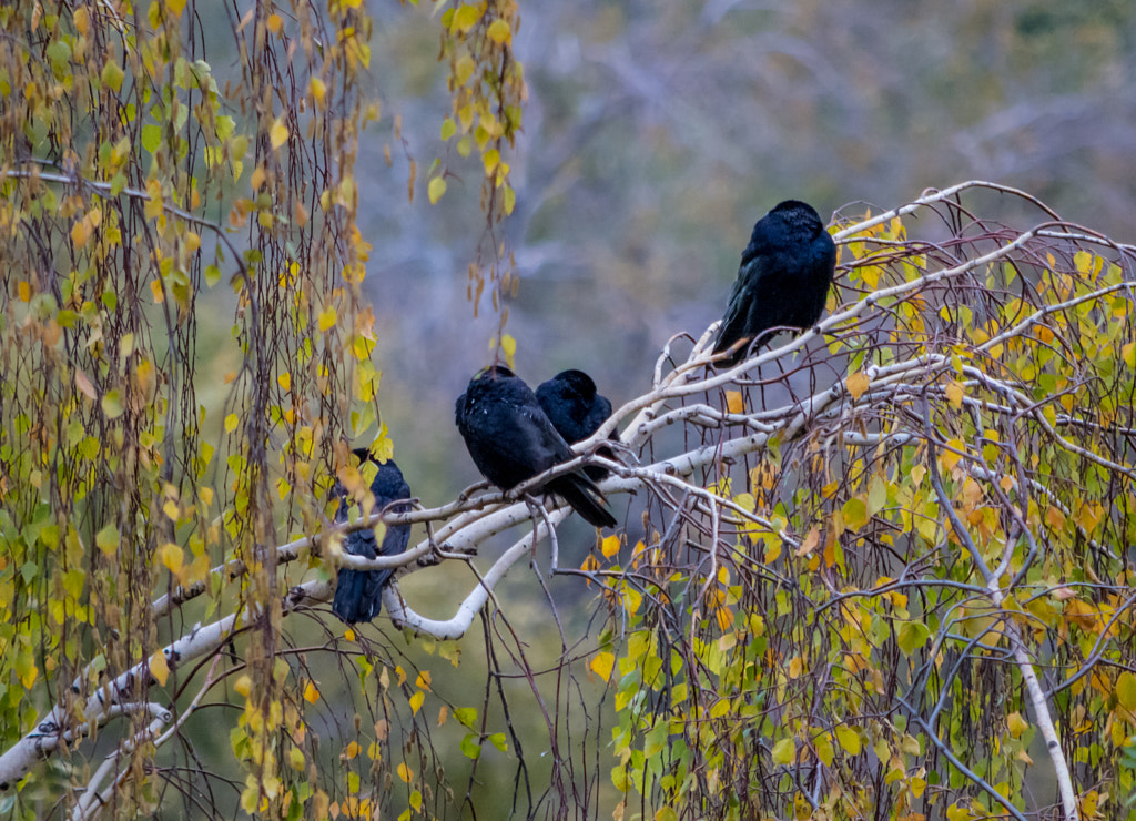 morning sleep What Is A Group Of Ravens Called