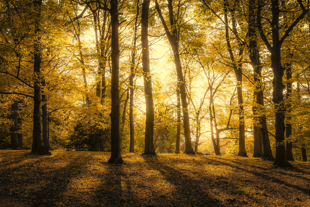 Path of Energy by Marek Boguszak on 500px.com