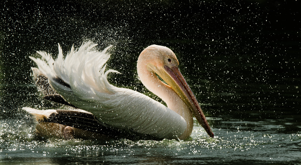 Pelican florida beach birds - Types of Beach Birds in Florida - birds of florida identification