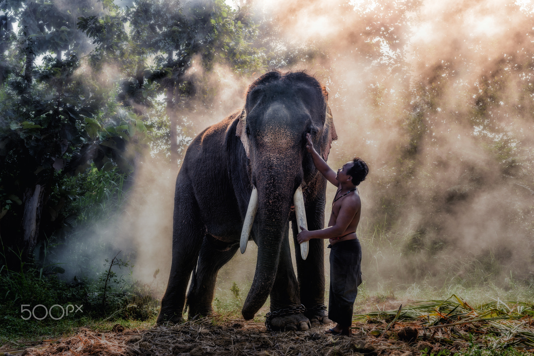 Mahout @ Surin, Thailand