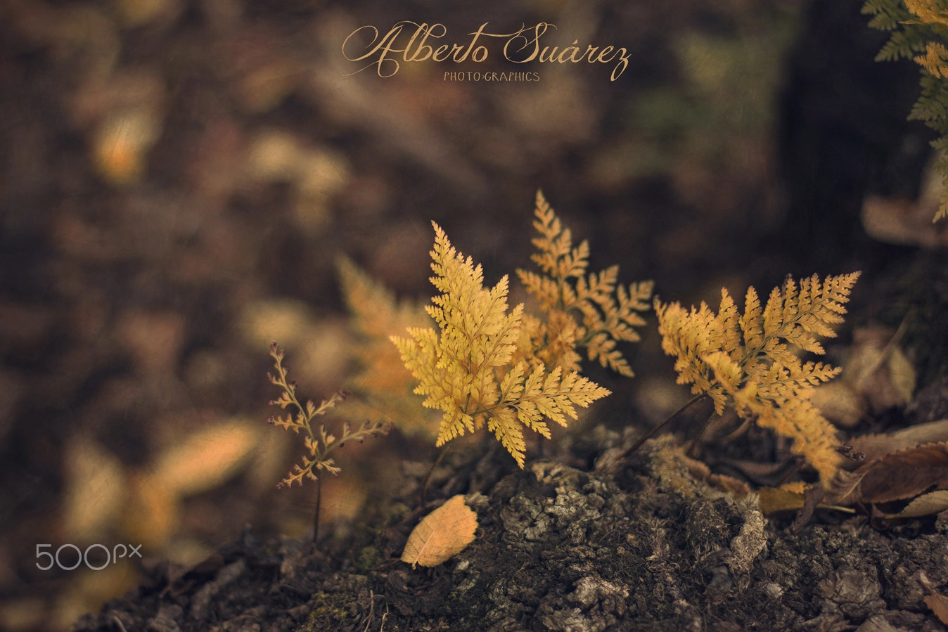 Autumn details