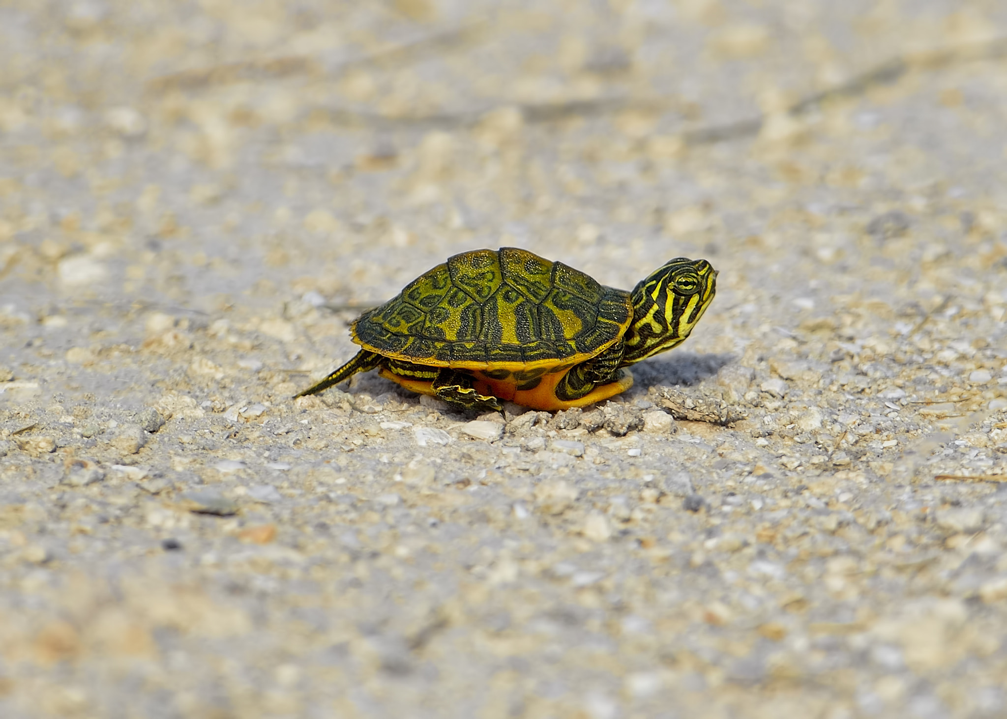 Wetlands find, a Red-bellied Turtle baby by Bill Dodsworth / 500px