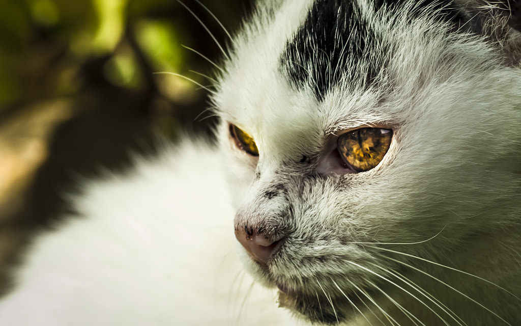 maggie by davide gherci on 500px.com