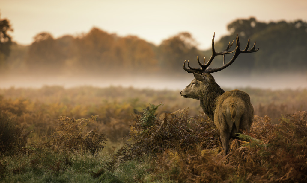 Deer stag by Inguna Plume on 500px.com