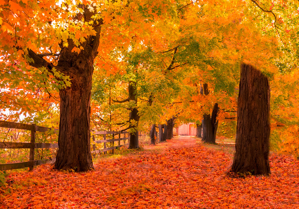 Windows XP Autumn wallpaper location by Joseph John / 500px