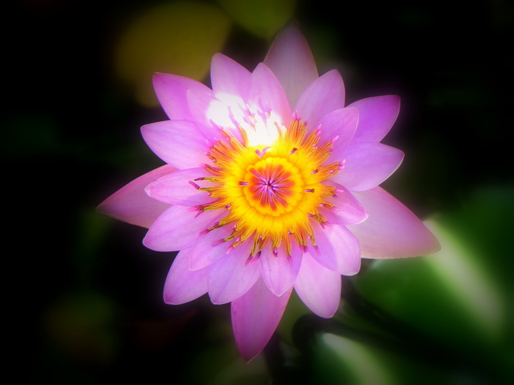 The Indian National Flower-Lotus by Simran Mohapatra / 500px