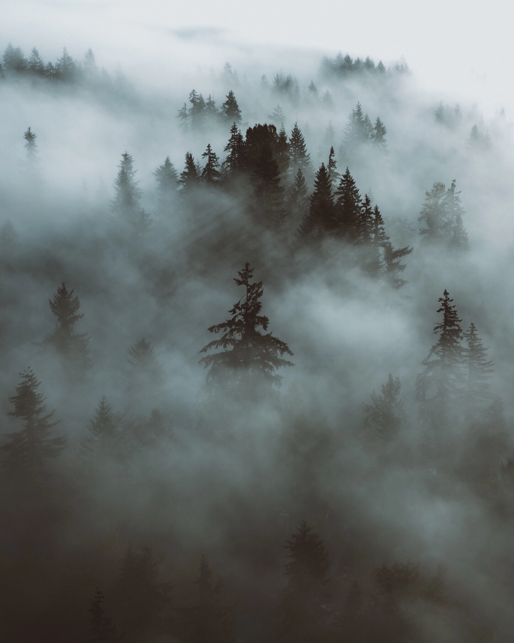 Foggy Evergreen Trees by Forrest Mankins - Photo 127316371 / 500px