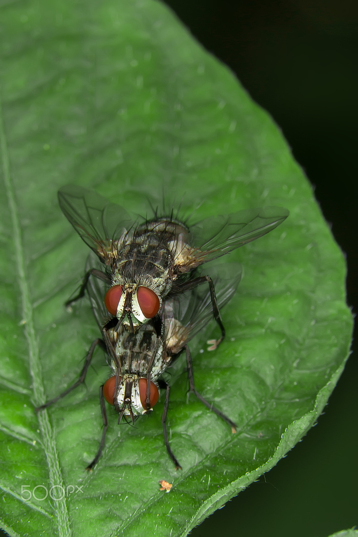 Flies Mating !