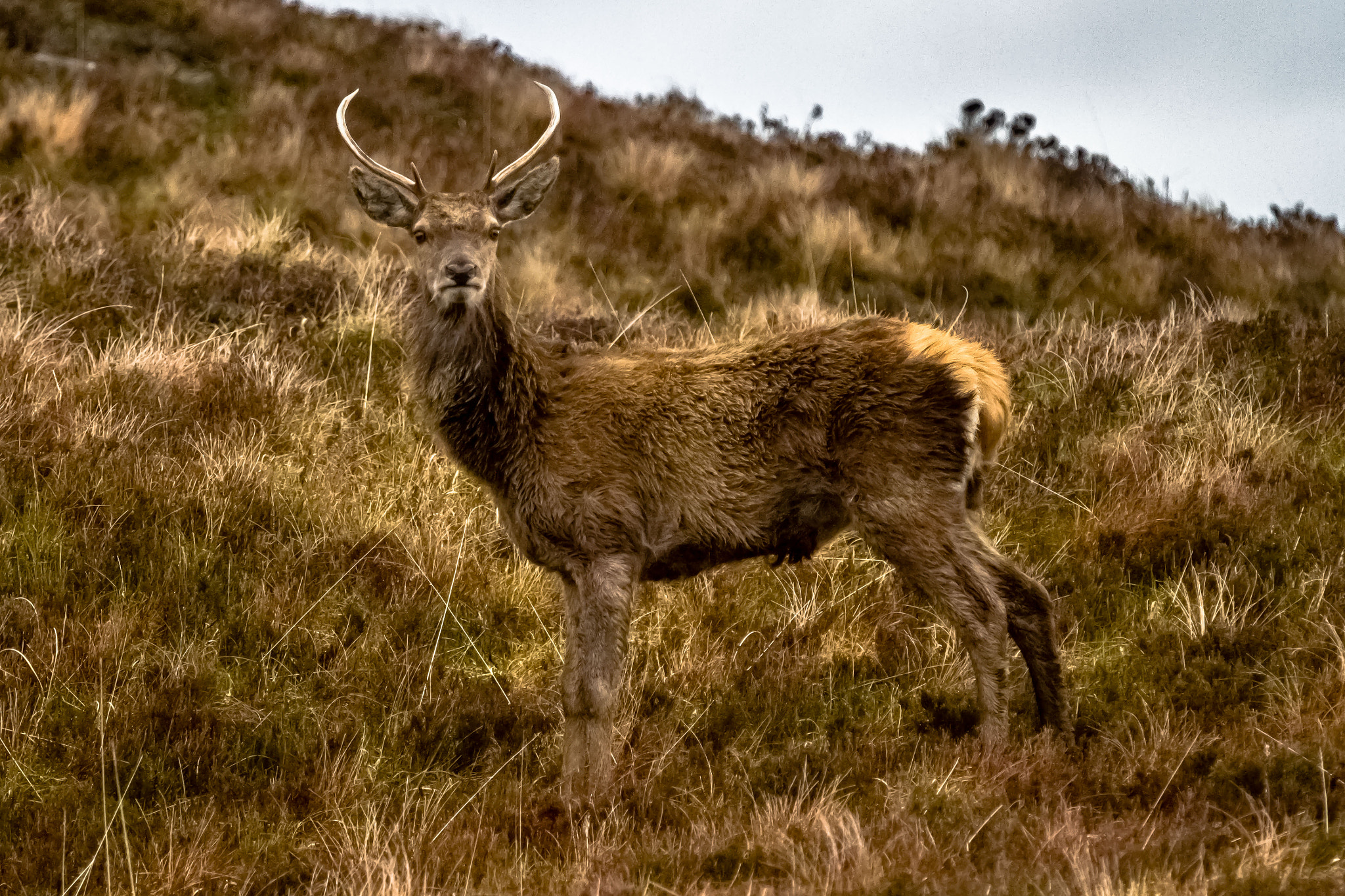 Red Deer in camouflage, Highlands, Scotland by Europe Trotter Photo