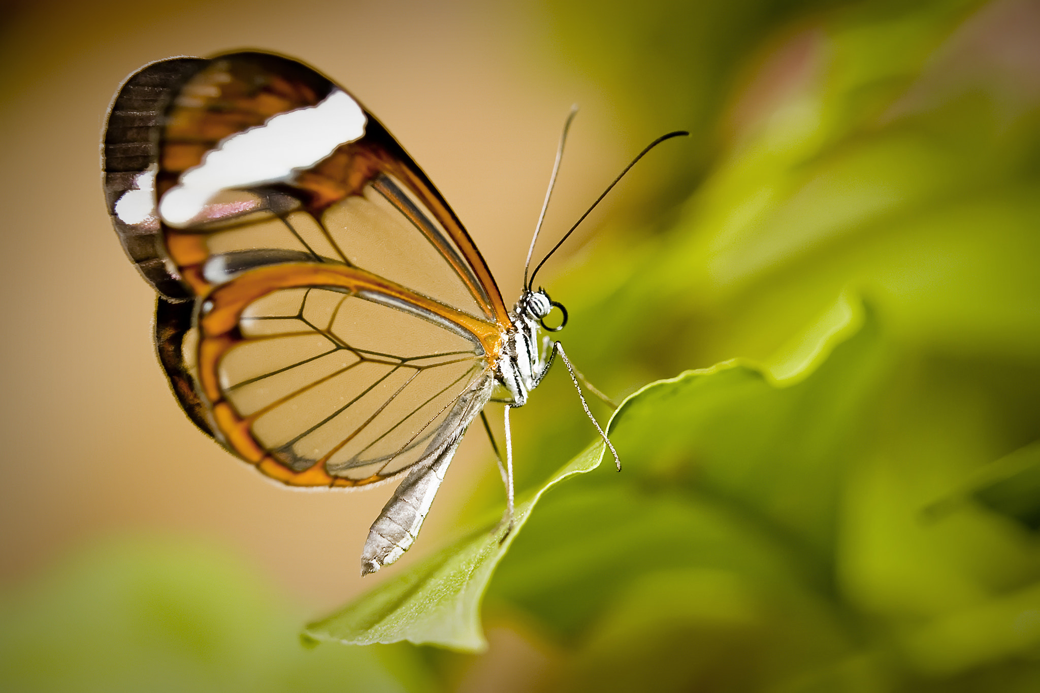 Translucent butterfly by Javier Zayaz / 500px