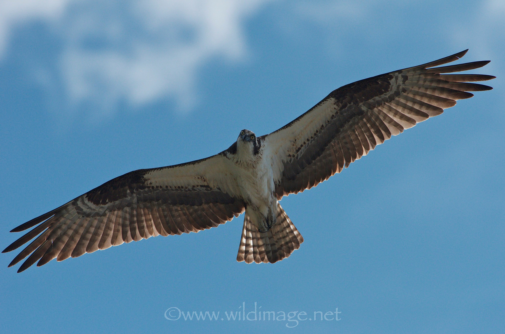 osprey vancouver