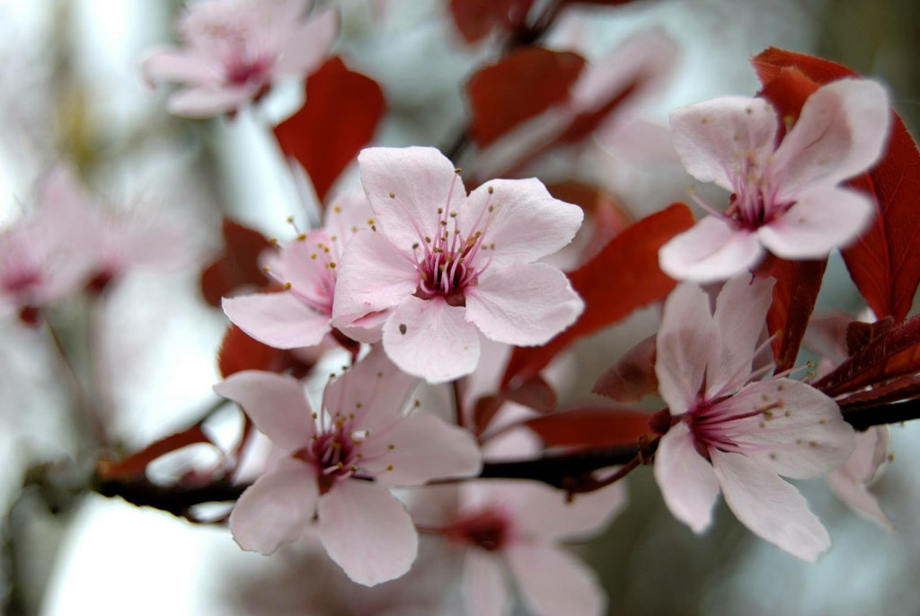 Plum blossom by danabrueske / 500px