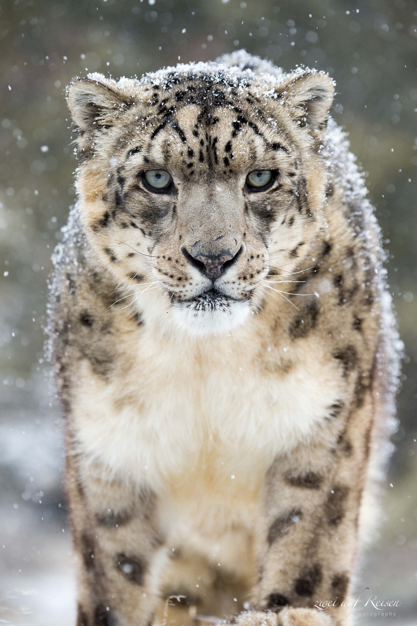 Snowleopard in winter... by zweiaufreisen - Photo 128131697 / 500px