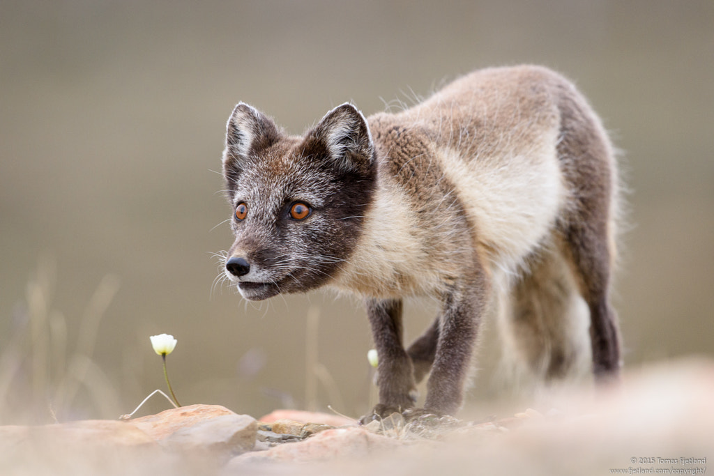 15 Fun Facts About Arctic Foxes For Kids: when do arctic foxes change color?