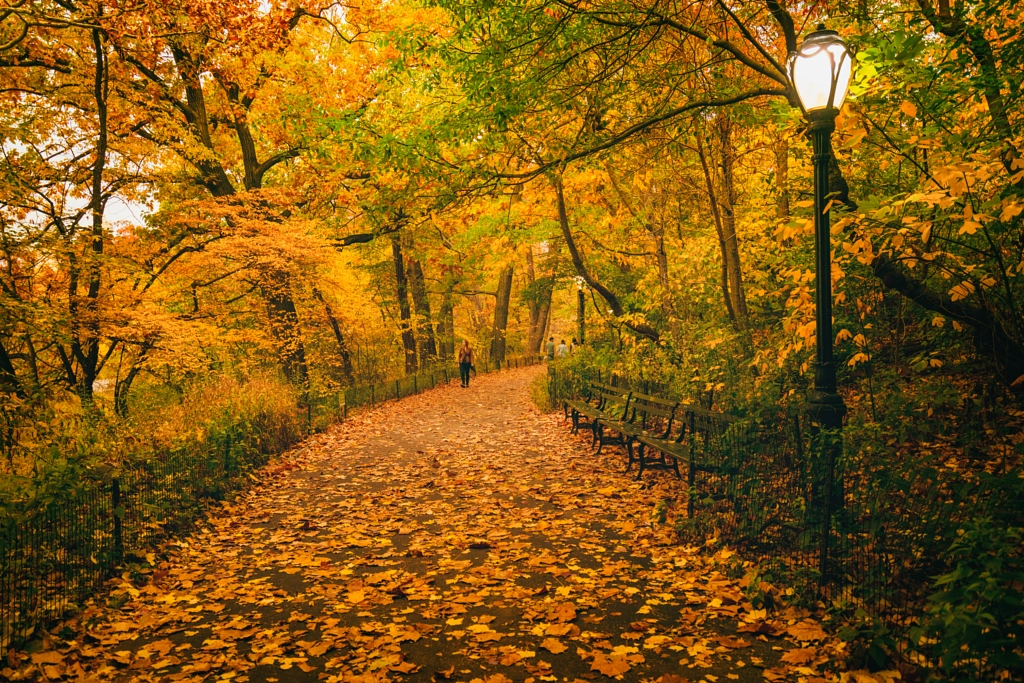 Autumn Path by Vivienne Gucwa on 500px.com