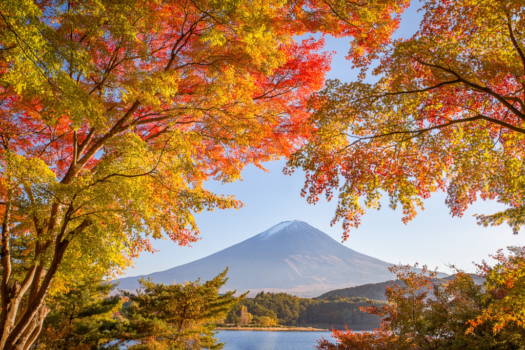 Autumn tree and Mountain Fuji by Sakarin Sawasdinaka on 500px.com