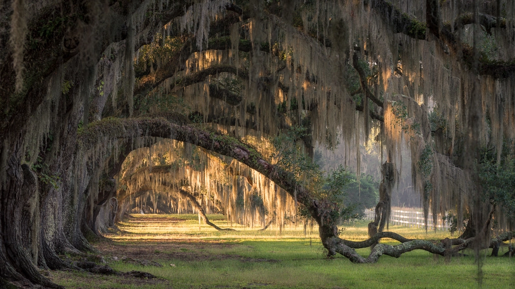 Under the Oak by Oliver K. / 500px